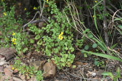 Cineraria saxifraga
