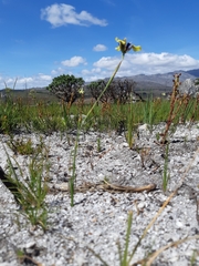 Moraea lurida