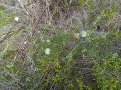 Cliffortia ruscifolia