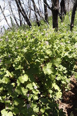 Pelargonium vitifolium