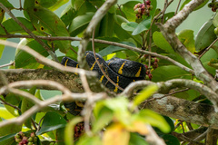 Boiga melanota