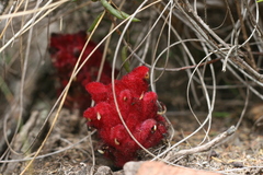 Hyobanche sanguinea