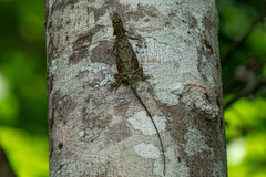 Draco