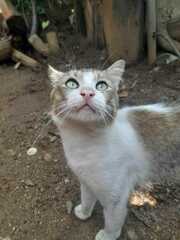 Felis catus