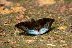 Euthalia monina monina