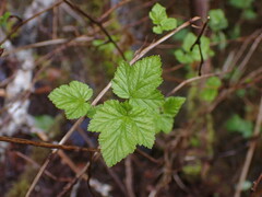 Physocarpus capitatus