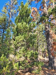 Cupressaceae