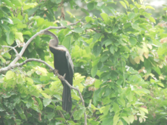 Anhinga melanogaster