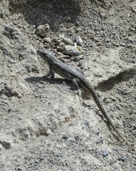 Sceloporus megalepidurus