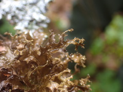Tuckermanopsis chlorophylla