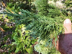 Cupressaceae