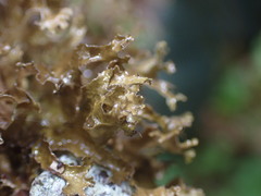 Tuckermanopsis chlorophylla