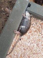 Rattus norvegicus