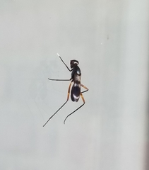 Taeniaptera trivittata