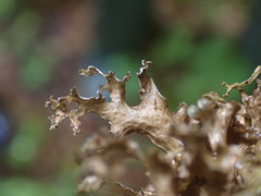 Tuckermanopsis chlorophylla