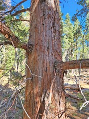 Cupressaceae