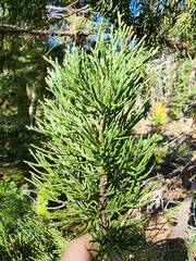 Cupressaceae