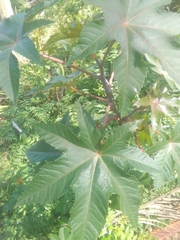 Ricinus communis