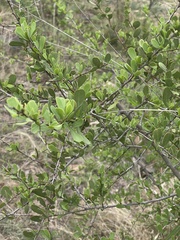 Gymnosporia maranguensis