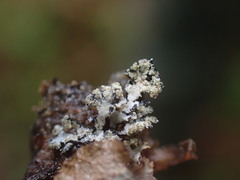 Hypogymnia hultenii