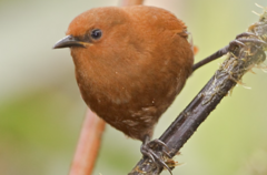 Cinnycerthia unirufa