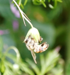 Apis mellifera capensis