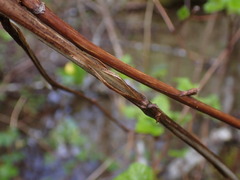 Physocarpus capitatus