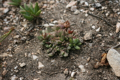 Delosperma algoense