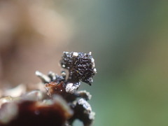 Hypogymnia hultenii