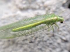 Chrysoperla