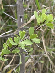 Gymnosporia maranguensis