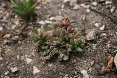 Delosperma algoense