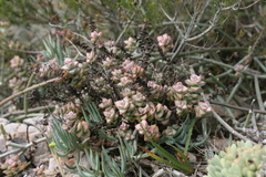 Crassula perforata