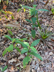 Psychotria tenuifolia