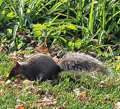 Sciurus carolinensis
