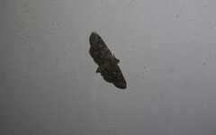 Eupithecia pusillata