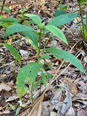 Psychotria tenuifolia