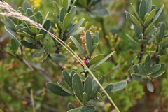 Euclea schimperi daphnoides