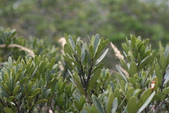 Euclea schimperi daphnoides
