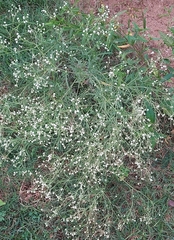 Parthenium hysterophorus