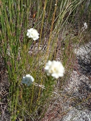 Lachnaea densiflora