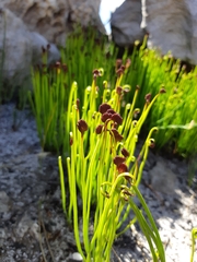 Schizaea pectinata