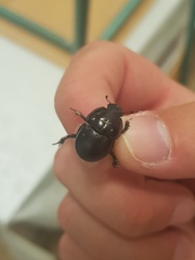 Thorectes punctulatus