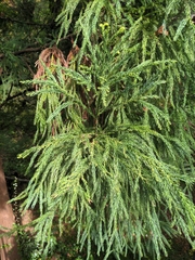 Cryptomeria japonica
