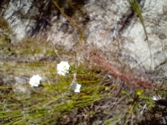 Lachnaea densiflora