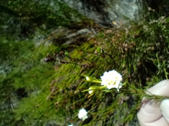 Lachnaea densiflora