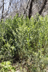 Indigofera cytisoides