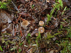 Ciboria rufofusca