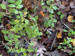 Vaccinium pallidum
