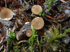 Ciboria rufofusca